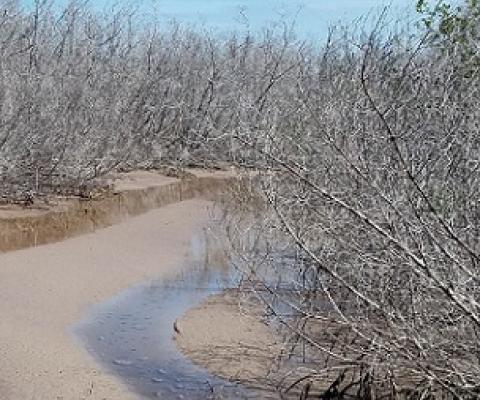 A research study led by East Carolina University assistant professor David Lagomasino studied potential reasons for mangrove forest dieback in Florida after Hurricane Irma in 2017. His findings could have implications for how other states, like North Carolina, manage the coast to prepare for extreme weather events. Credit: David Lagomasino/ECU