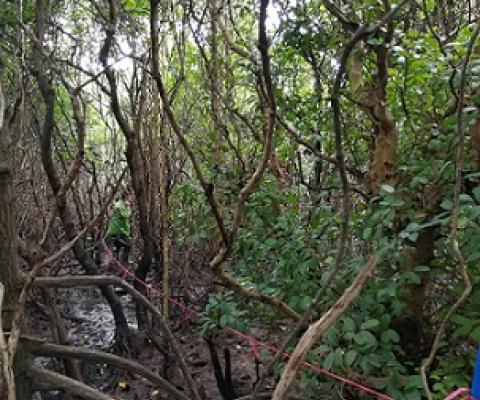 Field survey. Hainan 2018. Credit: Guanghui Lin.