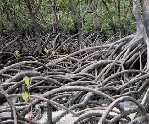 Credit: Pixabay/CC0 Public Domain