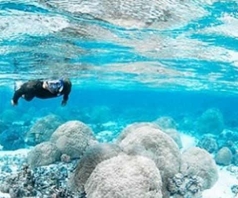 NPS diver officer Bert fuiava snorkels in the shall Ofu pools. This lagoon provides scientists with a living laboratory to study the impacts of rising sea temperatures on corals. Credit - Changing seas
