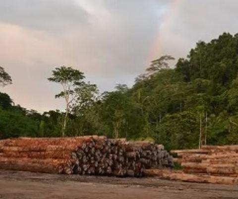 Evidence of logging at the Pohowa project on Manus Island, Papua New Guinea. Photograph: Ed Davey / Global Witness