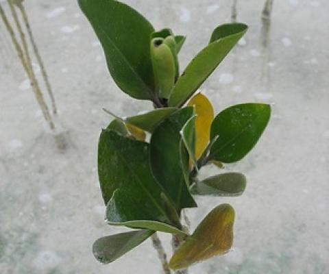Rhizophora mangrove juvenile, North Tarawa, Kiribati. Credit - V. Jungblut, SPREP