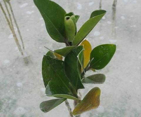 Credit - V. Jungblut