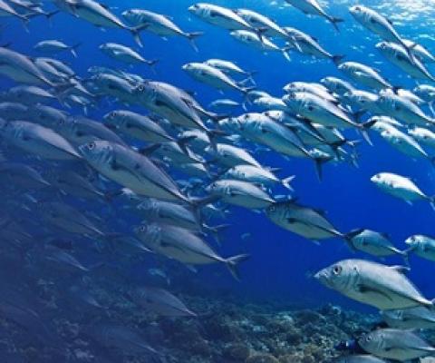 Are Multilateral Environmental Agreements effective for ocean conservation in the Asia-Pacific Region? credit - ASEAN Centre for Biodiversity