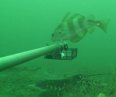 A Lobster (Homarus gammarus) and pout (Trisopterus luscus) examine the baited camera in the Lyme Bay Marine Protected Area. Credit: University of Plymouth