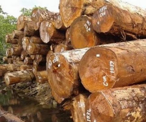 MUP Gov’t penalizes two logging firms. Credit - www.solomonstarnews.com