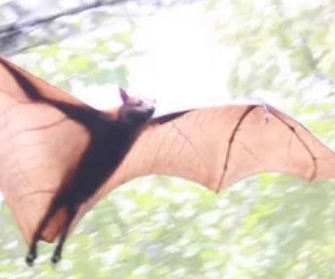 Malayan Flying Fox, Singapore Zoo, May 2017. (Used under Creative Commons license) Flickr/Jack Herman