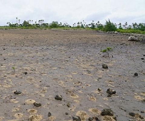 A bare mangrove swamp to be restored in Popua. 27 January 2021. Credit - https://matangitonga.to/