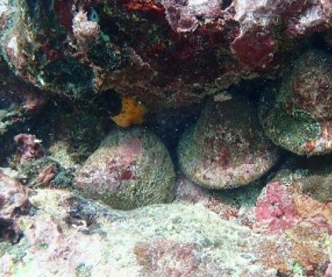 trio of trochus sea snail under a ledge in a Samoan coral reef. Credit - Steven Purcell