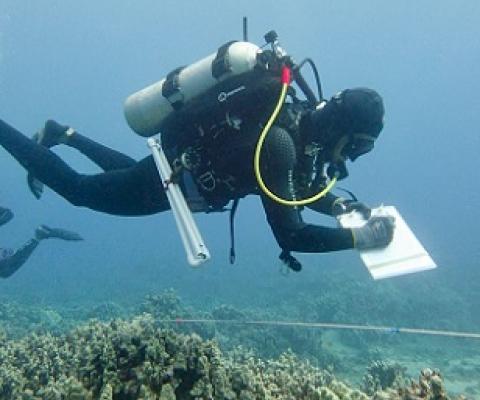 A TNC diver surveys characteristics of Maui reefs. Credit - Ryan Carr/TNC