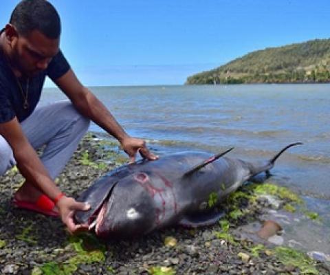 An unidentified man looks at the carcass of a dolphin that died and was washed up on shore at the Grand Sable, Mauritius, on August 26, 2020.  Credit - STRINGER / REUTERS