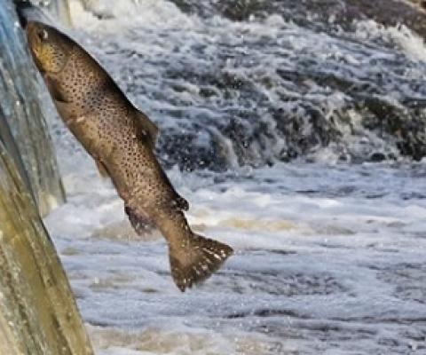 Migratory freshwater fish in peril as report shows population plunge. Source - Mongabay.com