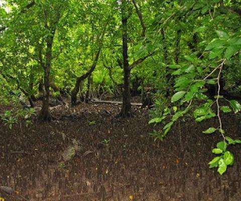 Mangroves, Namdrik Atoll, Marshall Islands. Credit - V. Jungblut