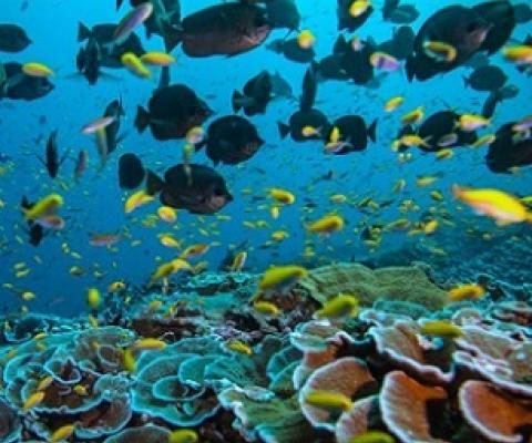 Credit - Manu San Felix via National Geographic