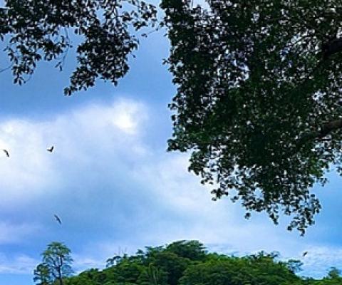 Canopy trail view in Falealupo (Photo: Lumax Pictures)