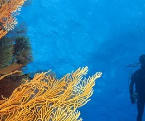 New Caledonian reefs