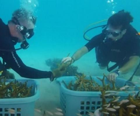 Hundreds of coral reefs planted as part of Super Bowl restoration effort. Credit - https://www.wtsp.com/
