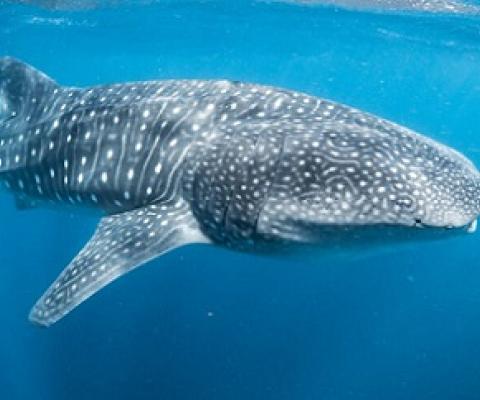 Whale shark (Ningaloo Reef) © Shutterstock.com/Lewis Burnett