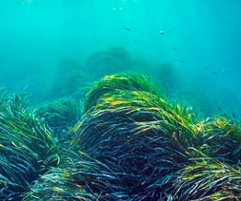 Noise pollution affects the structures within seagrass that help the marine plant detect gravity and store energy. Photo by Shane Gross/NPL/Minden Pictures