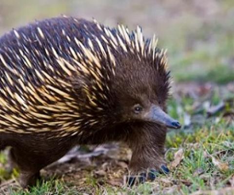 Ground-dwelling animals including echidnas have drowned in their burrows amid the NSW floods. Photograph: Lisa Mckelvie/Getty Images