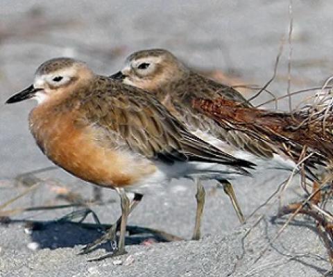 The Endangered New Zealand Dotterel is one of the many species that was set to benefit by restoring Ahuahu or Great Mercury Island. Credit: Bernard Spragg