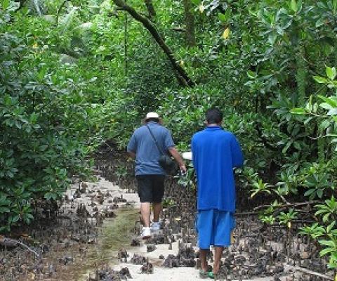 Namdrik Atoll mangroves. Credit - V. Jungblut