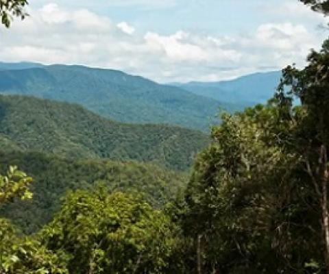 Tamarau mountains in New Guinea, one of the few places left where the rainforest is unbroken as far as the eye can see. Photograph: William J Baker/RBG Kew