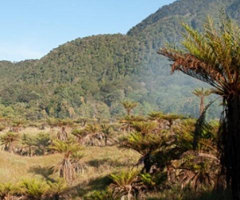 Study revealing New Guinea’s plant life ‘first step’ toward protection. Source - Mongabay.com