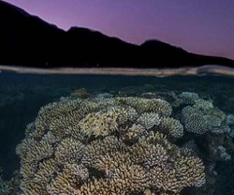 Credit: Tom Shlesinger