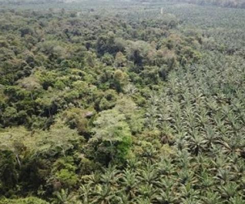 Oil palm trees, which produce the palm oil ubiquitous in many consumer products, in central Colombia. Credit: Paul Furumo