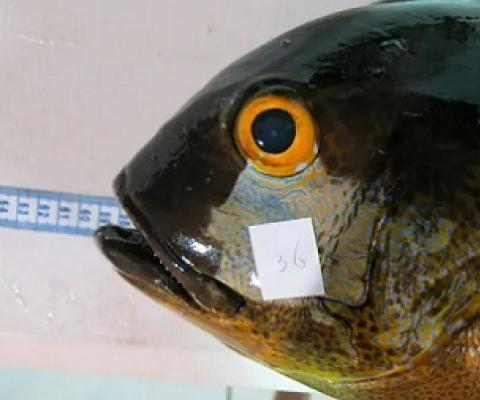 The 81-year-old midnight snapper, caught in 2016 off Western Australia, is the oldest known tropical reef fish. Photograph: Australian Institute of Marine Science