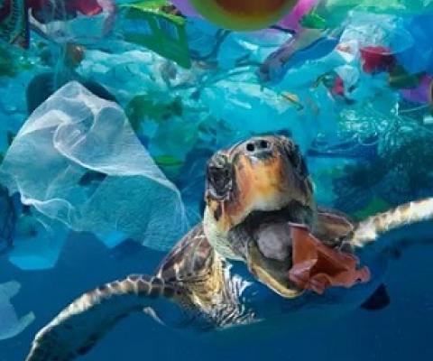 A turtle tries to eat a plastic cup: consumer items such as food containers make up the largest share of litter origins, the study found. Photograph: Paulo Oliveira/Alamy Stock Photo