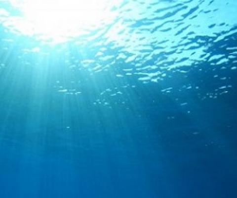 Rebuilding marine life