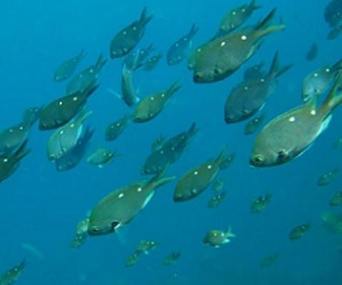 Call for 'oceans policy' for NZ. Credit - NZ DOC