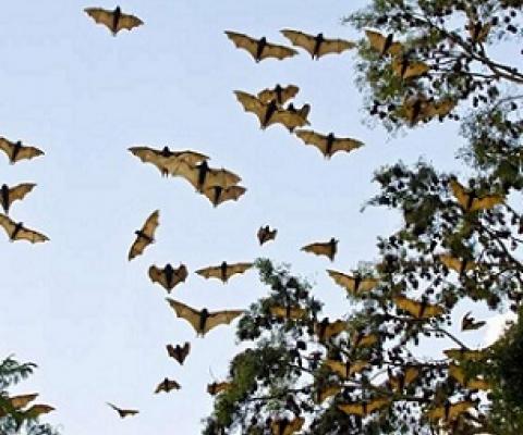 Invasive alien plants have reduced the habitat quality of the Mauritian flying fox, resulting in increased foraging in agricultural lands and urban environments. Credit: Pixabay