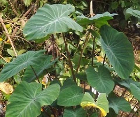 A Taro plant Photo: RNZI/Autagavaia Tipi Autagavaia