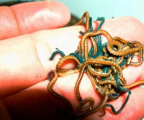 The blue sea worms are the females with eggs, while the brown sea worms are the males. Credit - National Park Of American Samoa
