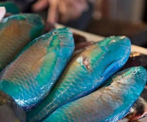 Chiefs support continued ban on Maml and restricted harvest of Kemedukl. Credit - Leilai Reklai/www.islandtimes.org