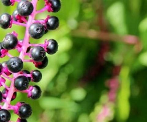 Protected areas' location may hinder conservation efforts of refugee species. Credit: CC0 Public Domain