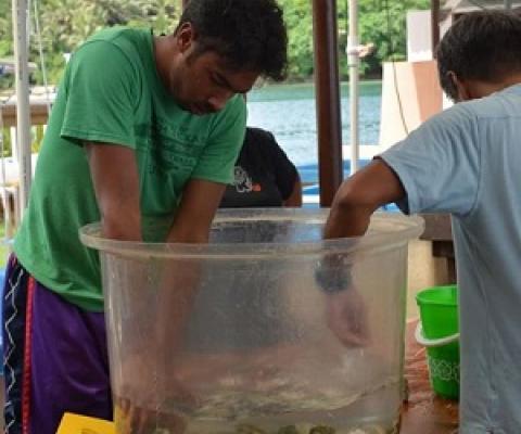 A recent study attributes Palau’s healthy clam populations to conservation measures such as marine protected areas and bans on exporting clams.  Courtesy Palau International Coral Reef Center