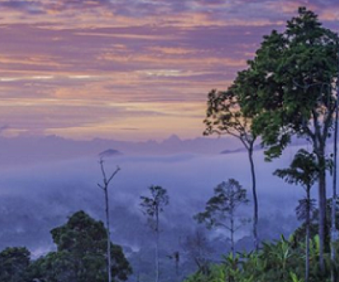 Satellites could soon map every tree on Earth