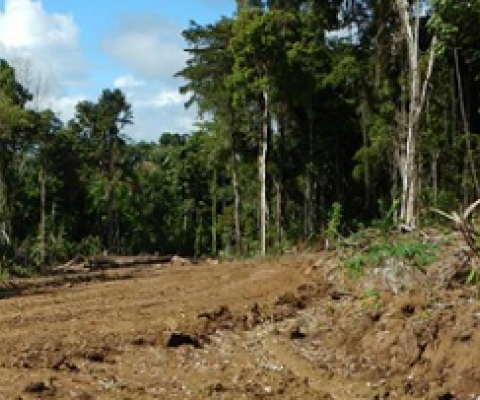 deforestation in PNG. 