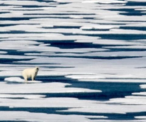 a polar bear stands on the ice in the Franklin Strait in the Canadian Arctic Archipelago. Credit - AP Photo/David Goldman, File (David Goldman)