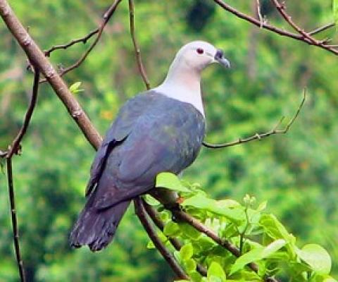 Pacific Pigeon, National Park of American Samoa. Credit - Tavita Togia, NPS