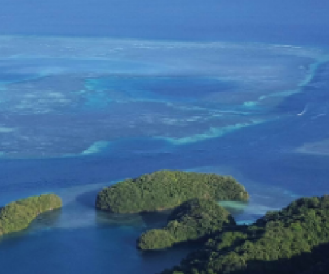 Coral bleaching happening again, study shows