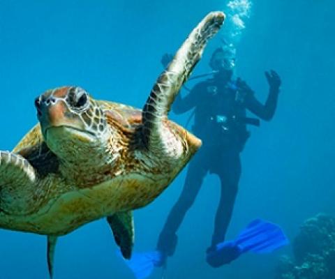 Partially protected areas are often proposed as a way to bolster marine life and to improve people’s enjoyment of the ocean—neither of which seems to be happening. Photo by Kai Egan/Alamy Stock Photo