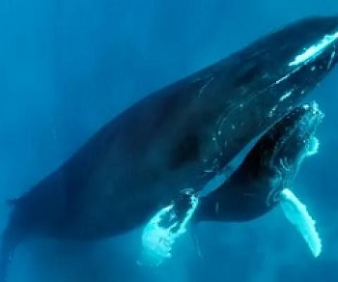 A humpback whale and calf. A man has rescued a whale calf stuck in nets off the Gold Coast, Australia, while officials took more than two hours to respond. Photograph: Norbert Probst/Alamy