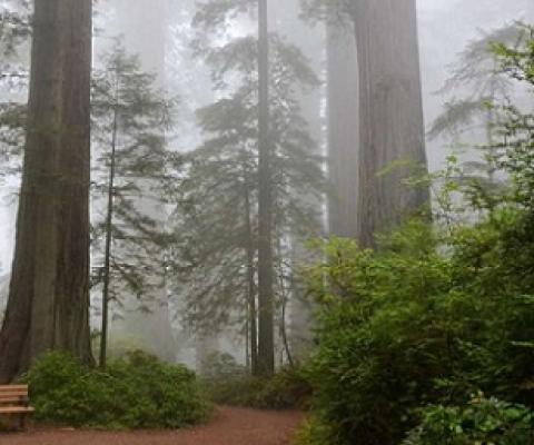 Redwood Forest. Credit: Pixabay/CC0 Public Domain