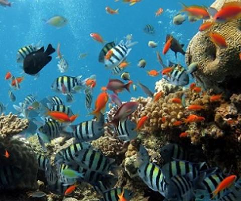 Reef fish and corals. Credit: CC0 Public Domain