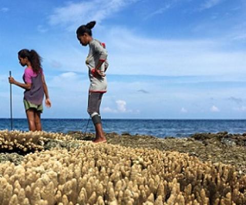 Women gleaning at low tide on Atauro Island. Credit - Ruby Grantham.